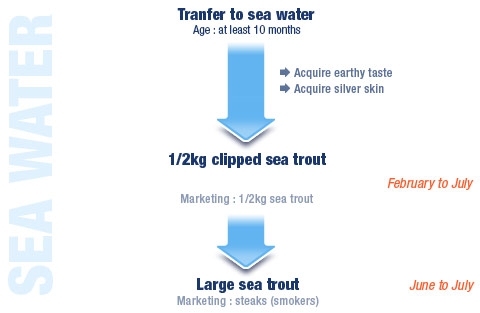 sea water