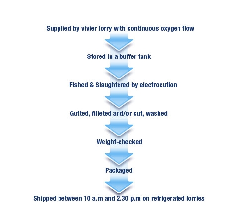 production process
