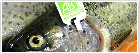truite issue de l'agriculture biologique